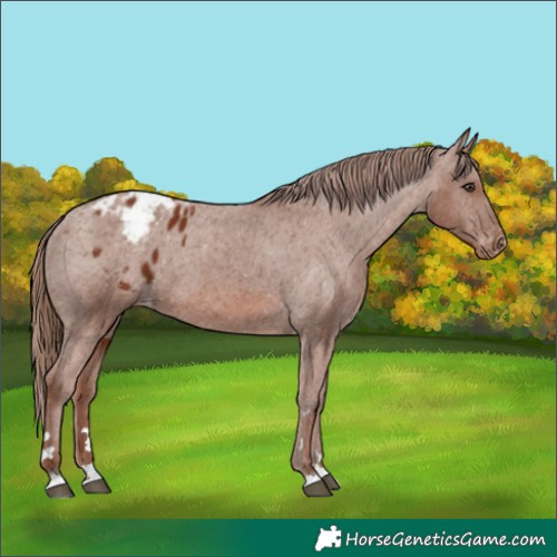 Horse Color:Chestnut Blanket 