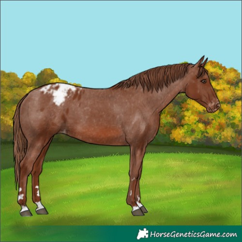 Horse Color:Chestnut Appaloosa