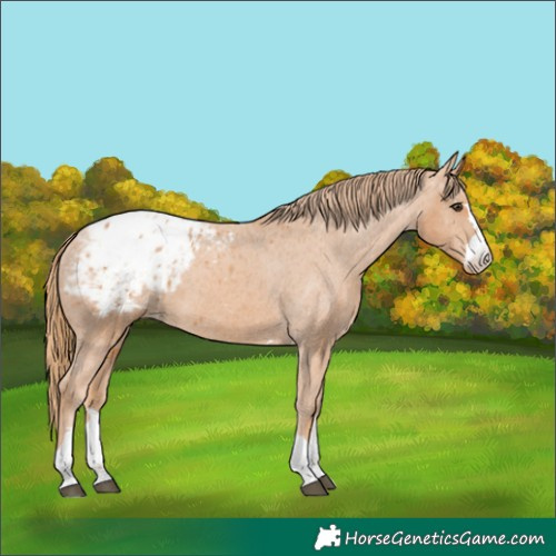 Horse Color:Chestnut Appaloosa