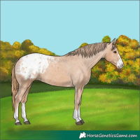 Horse Color:Chestnut Blanket 