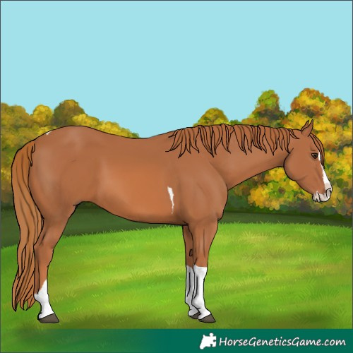 Horse Color:Chestnut Splash Tobiano