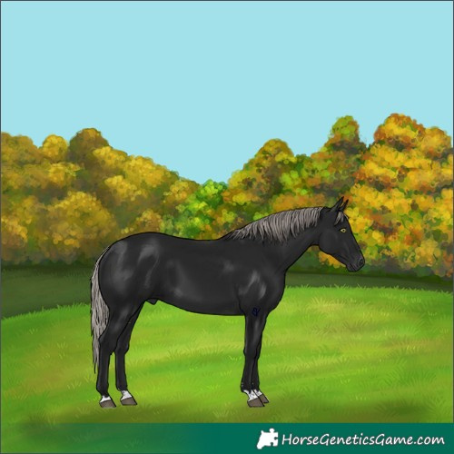 Horse Color:Gray Silver Brown