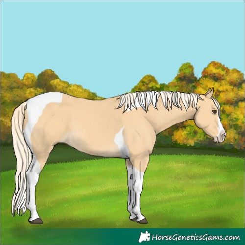 Horse Color:Palomino Splash Tobiano