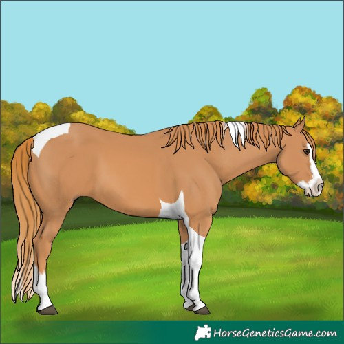 Horse Color:Chestnut Splash Tobiano 