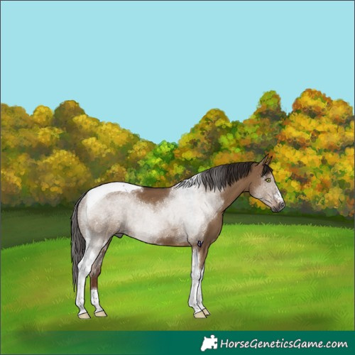 Horse Color:Gray Liver Red Dun Tobiano