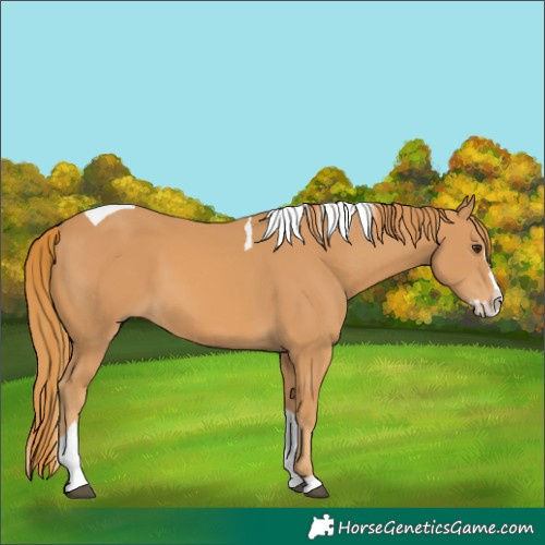 Horse Color:Chestnut Splash Tobiano 