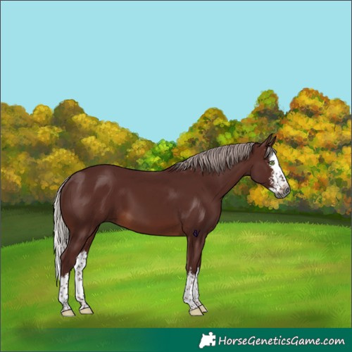 Horse Color:Gray Chocolate Silver Brown Sabino Splash 
