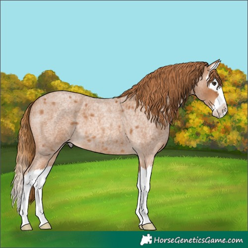 Horse Color:Red Roan Splash 