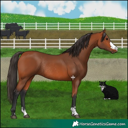 Horse Color:Bay Rabicano