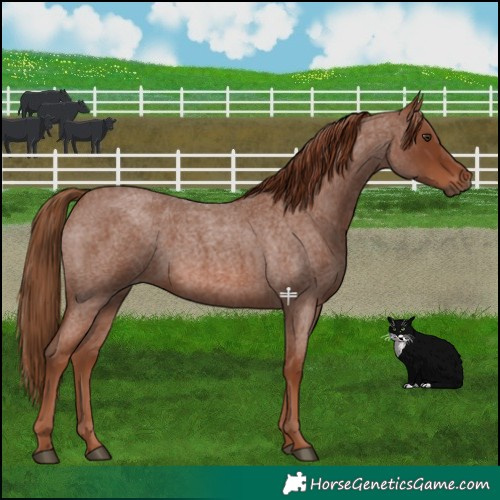 Horse Color:Red Roan Rabicano