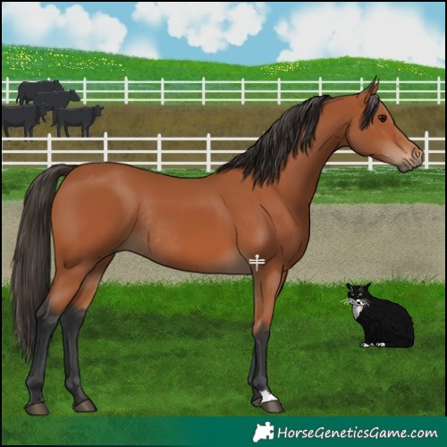 Horse Color:Bay Rabicano 