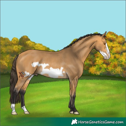 Horse Color:Unknown 
