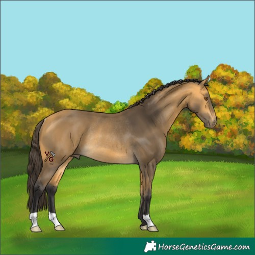 Horse Color:Unknown 