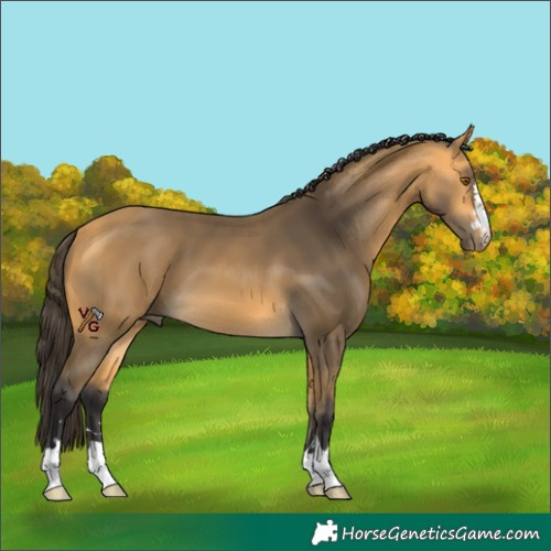 Horse Color:Unknown 