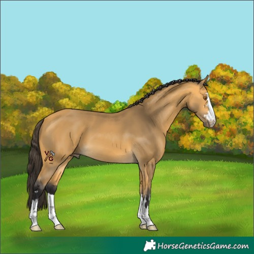 Horse Color:Unknown 