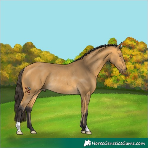 Horse Color:Unknown 