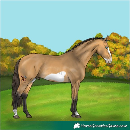 Horse Color:Unknown 