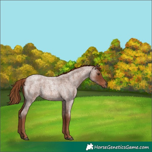 Horse Color:Red Roan