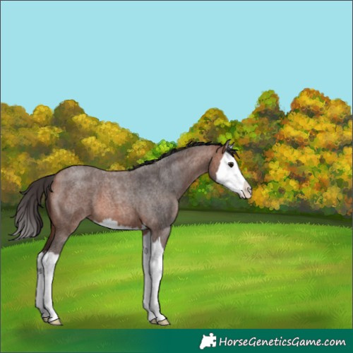 Horse Color:Bay Roan Splash 