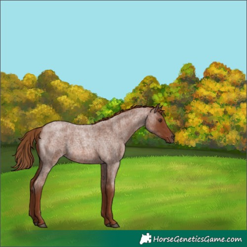 Horse Color:Red Roan