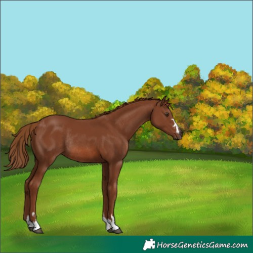 Horse Color:Chestnut Rabicano