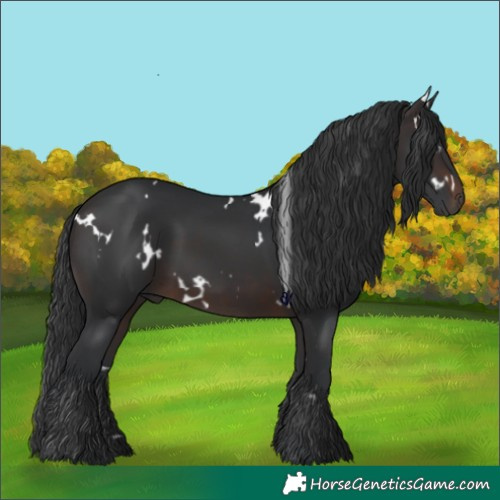 Horse Color:White Spotted Brown 