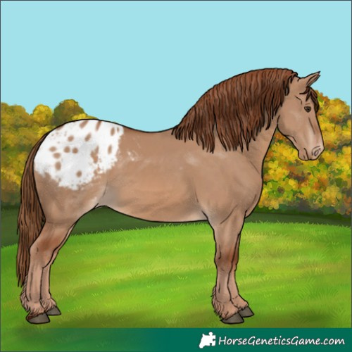 Horse Color:Red Dun Appaloosa 