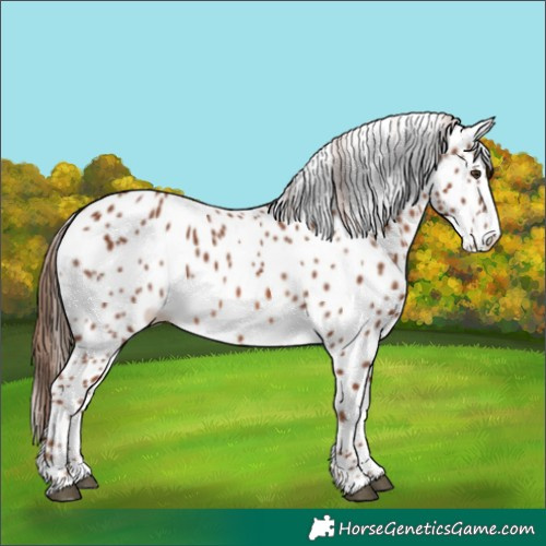 Horse Color:Chestnut Appaloosa