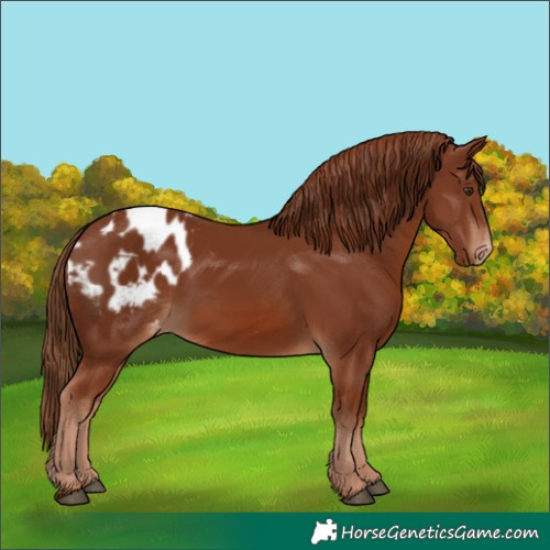 Horse Color:Chestnut Appaloosa 