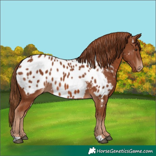 Horse Color:Chestnut Appaloosa 