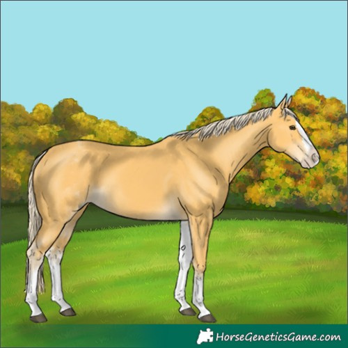 Horse Color:White Spotted Palomino Splash