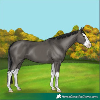 Horse Color:Grullo Splash