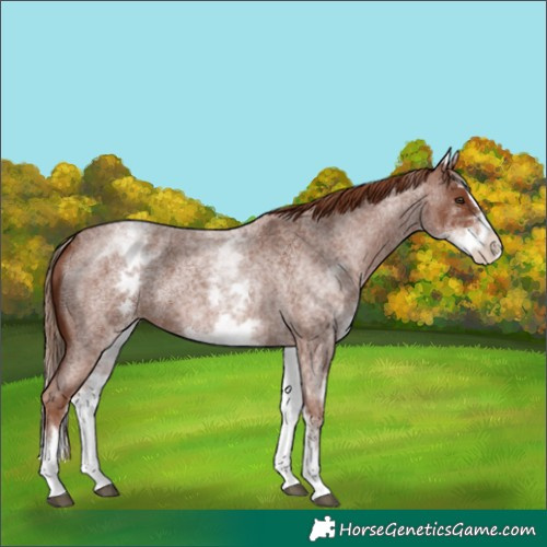 Horse Color:White Spotted Red Roan Splash
