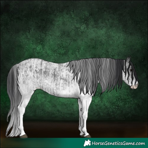 Horse Color:White Spotted Blue Roan Rabicano  and White Spotted Blue Roan Rabicano 