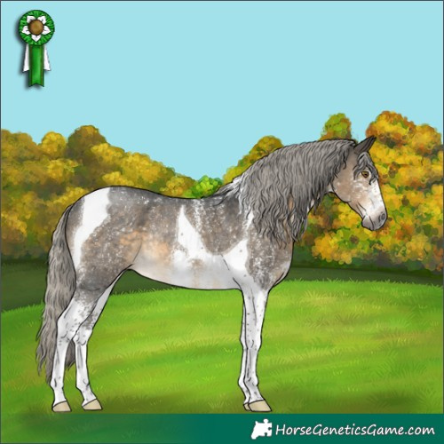 Horse Color:Gray Silver Buckskin Sabino Tobiano Rabicano 