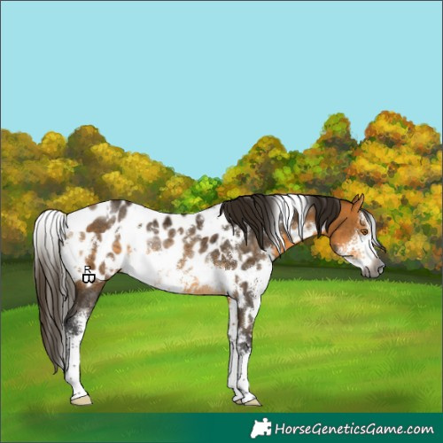 Horse Color:Gray White Spotted Buckskin Sabino Appaloosa Rabicano
