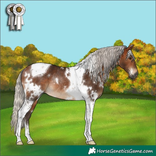 Horse Color:Gray White Spotted Silver Bay Tobiano Rabicano 