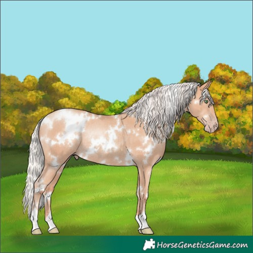Horse Color:White Spotted Silver Amber Champagne Rabicano
