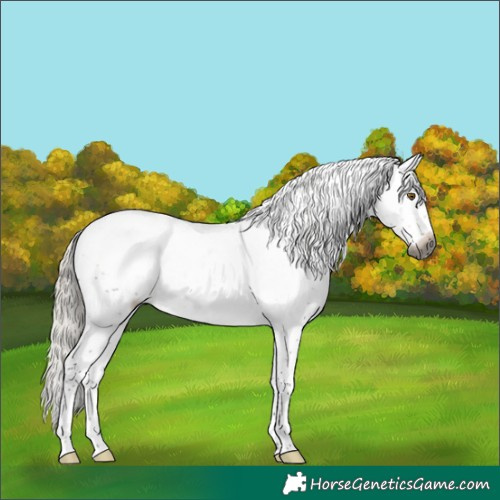 Horse Color:Gray White Spotted Silver Buckskin Sabino 