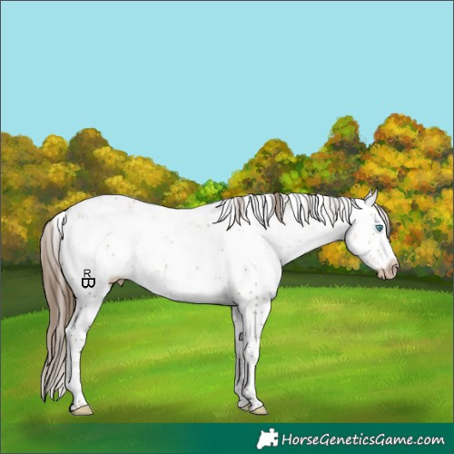 Horse Color:Gray White Spotted Buckskin Pearl Sabino Appaloosa 