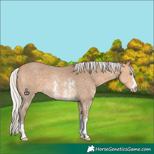 Horse Color:Gray Silver Perlino Sabino