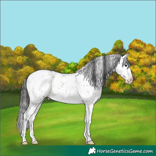Horse Color:White Spotted Buckskin Sabino Appaloosa 