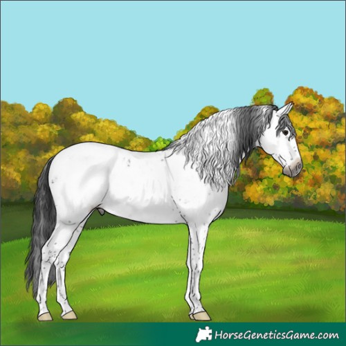 Horse Color:Gray White Spotted Brown Sabino Appaloosa