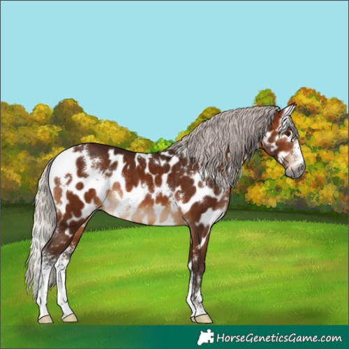 Horse Color:Gray White Spotted Silver Bay Sabino Appaloosa Rabicano 