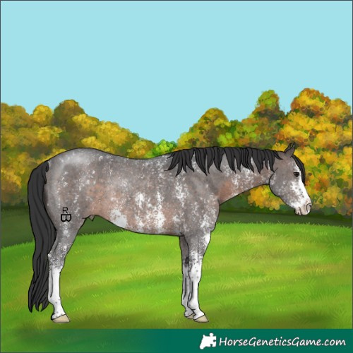 Horse Color:Brown Sabino Rabicano