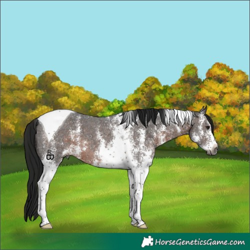 Horse Color:Gray Brown Sabino Tobiano 