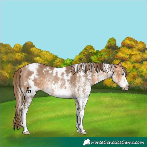 Horse Color:Gray White Spotted Perlino Appaloosa Rabicano 