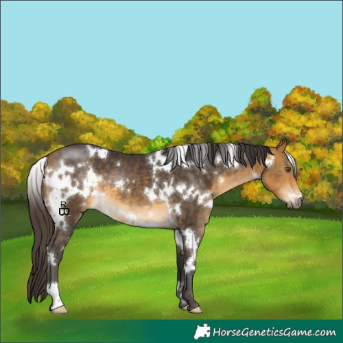 Horse Color:White Spotted Buckskin