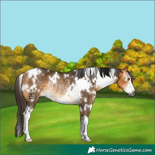 Horse Color:Gray White Spotted Buckskin Sabino Rabicano