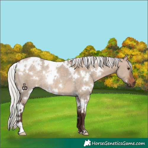 Horse Color:White Spotted Silver Brown Dun Rabicano 